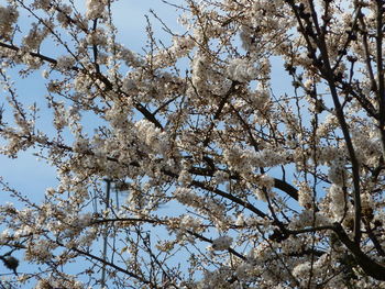 Low angle view of blooming tree