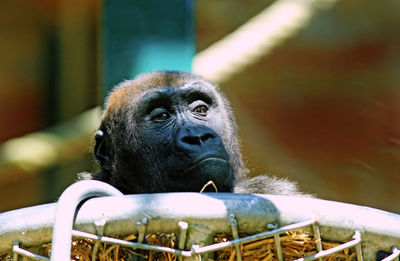 Close-up of monkey in cage