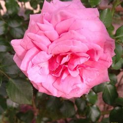 Close-up of pink rose