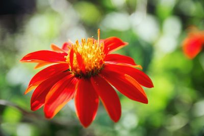 Close-up of orange flower