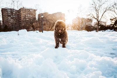 Portrait of dog in snow