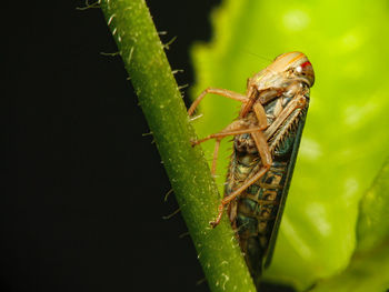 Close-up of insect on plant