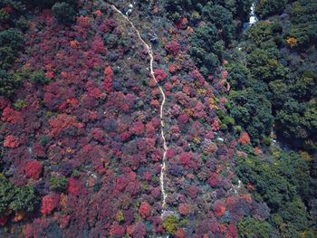 View of flowering trees in forest