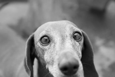 Close-up portrait of dachshund dog