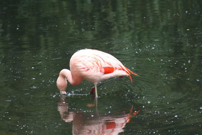 View of a bird drinking water