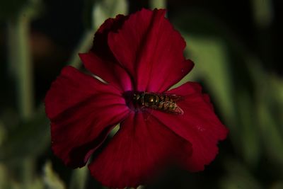 Close-up of red flower blooming outdoors