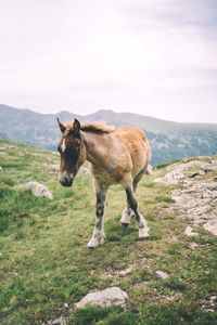 Mountain baby horse