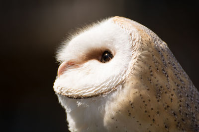 Close-up of white owl looking away