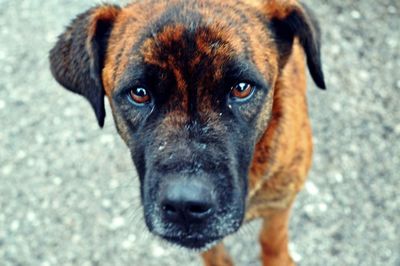 Portrait of a dog