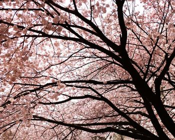 Low angle view of cherry blossoms against sky