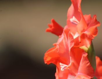 Close-up of red flower