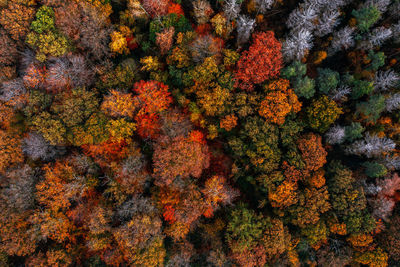 Full frame shot of autumn tree