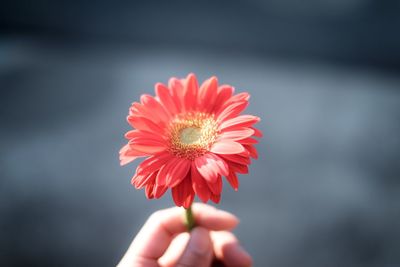 Close-up of hand holding flower against blurred background
