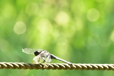 Close-up of dragonfly on rope