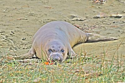 View of an animal on field