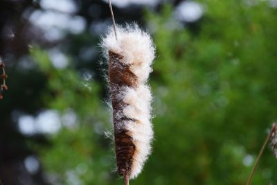 Close-up of dandelion