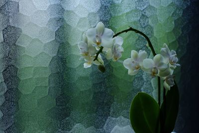 Close-up of white flowers blooming outdoors