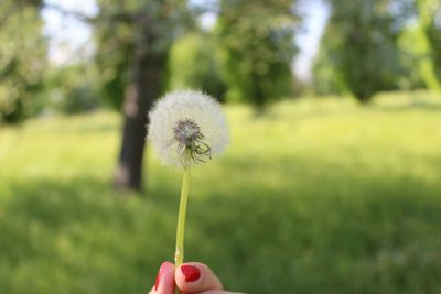 Cropped hand holding dandelion