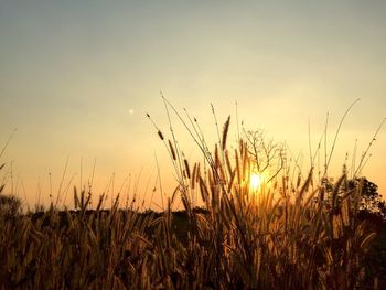 Scenic view of field against sky during sunset