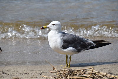 Seagull on beach