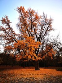 Trees on field against sky during autumn