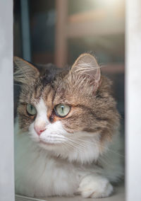 Close-up portrait of a cat