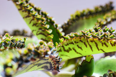 Close-up of insect on leaves