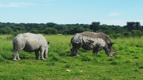 Rhinoceroses on grassy field