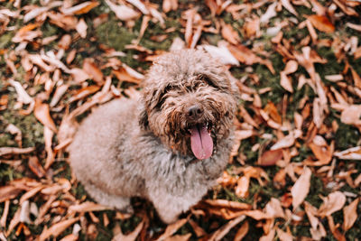 High angle view of dog on field