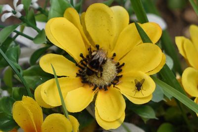 Close-up of bee on yellow flower