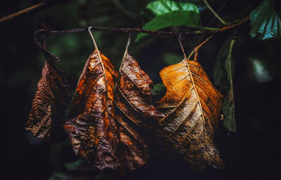 Close-up of dried autumn leaves