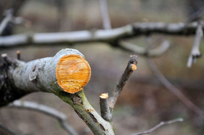 Close-up of cigarette on tree in forest