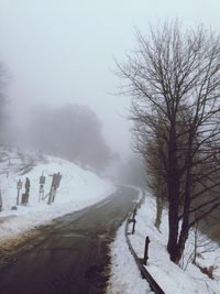 Bare trees in foggy weather