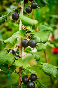 Close-up of berries growing on tree