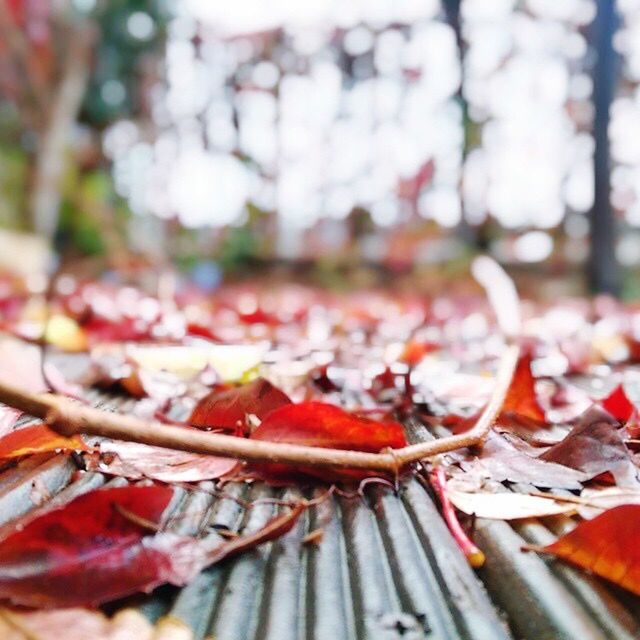 food, food and drink, leaf, close-up, freshness, healthy eating, no people, autumn, outdoors, large group of objects, day, ready-to-eat