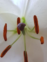 Close-up of flower