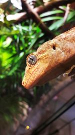 Close-up of lizard on tree