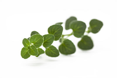 Close-up of fresh green leaves against white background