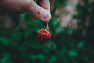 Cropped hand holding plant