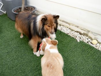 Shetland sheepdog playing with corgi dog puppy in the garden