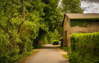 Road amidst trees