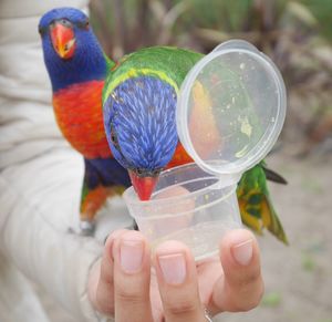 Cropped hand feeding rainbow lorikeets on hand