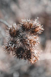 Close-up of dried plant