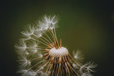 Close-up of dandelion against black background