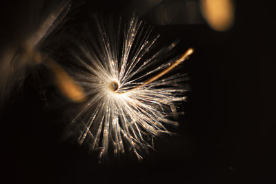 Low angle view of firework display at night