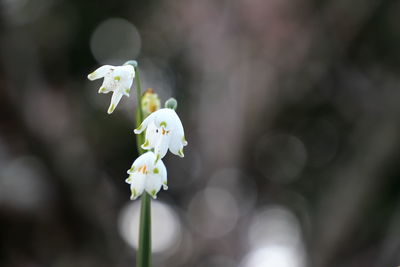 Close-up of white flowering plant