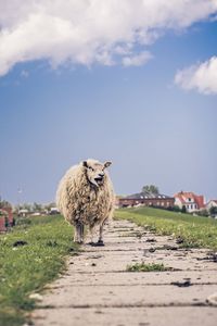 Sheep on a field