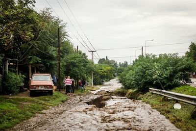 View of trees along road