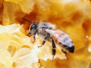 Close-up of a bee on honeycomb.