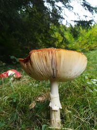 Close-up of mushroom on field